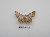 藏品(尺蛾167)的圖片